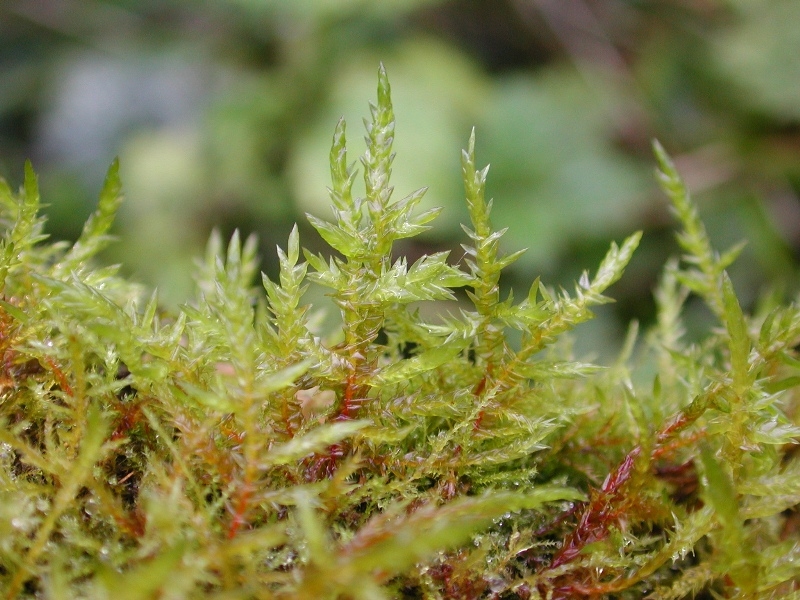 https://www.naturvielfalt.ch/en/organism/33110