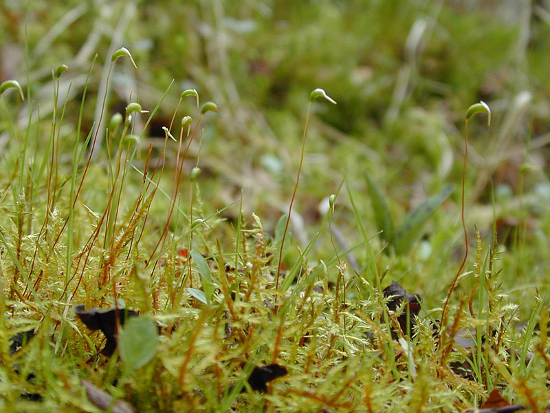 https://www.naturvielfalt.ch/en/organism/33110
