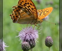 Campylopus subulatus Milde [Pfriemen-Krummstielmoos]
