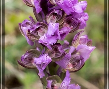 Hypera meles (Fabricius, 1792)