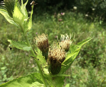 Adenophora liliifolia (L.) A. DC. [Drüsenglocke]