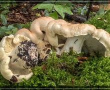 Istocheta sublutescens Herting, 1975