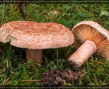 Trichopsomyia flavitarsis (Meigen, 1822)