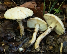 Macrocera angulata Meigen, 1818