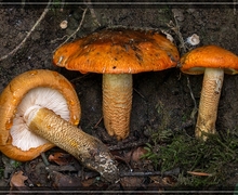 Chelis simplonica (Boisduval, 1840)
