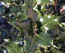 Phytophthora megasperma Drechsler