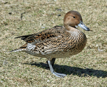 Datei:Northern Pintail (Anas acuta) RWD3.jpg