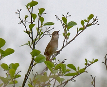 File:File:Locustella luscinioides Martien Brand.jpg