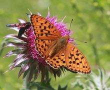 File:File:Argynnis paphia MHNT.jpg