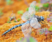 Aeshna caerulea (Männchen)