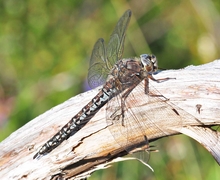 Aeshna caerulea (Weibchen)