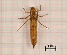 Aeshna caerulea (Alpen-Mosaikjungfer), Männchen, Oberseite