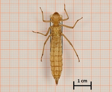 Aeshna caerulea (Alpen-Mosaikjungfer), Männchen, Unterseite