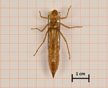 Aeshna caerulea (Alpen-Mosaikjungfer), Weibchen, Oberseite