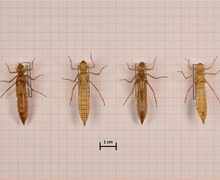 Aeshna caerulea (Alpen-Mosaikjungfer), links Männchen, rechts Weibchen