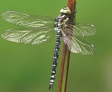 Datei:Aeshna cyanea female 6.jpg