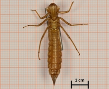 Aeshna cyanea (Blaugrüne Mosaikjungfer), Männchen, Unterseite
