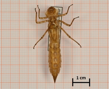 Aeshna cyanea (Blaugrüne Mosaikjungfer), Weibchen, Oberseite