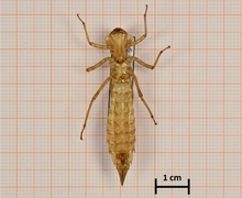 Aeshna cyanea (Blaugrüne Mosaikjungfer), Weibchen, Unterseite