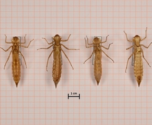 Aeshna cyanea (Blaugrüne Mosaikjungfer), links Männchen, rechts Weibchen