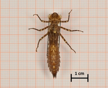 Boyeria irene (Westliche Geisterlibelle), Männchen, Oberseite