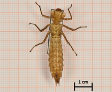 Boyeria irene (Westliche Geisterlibelle), Weibchen, Unterseite