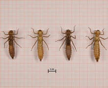 Boyeria irene (Westliche Geisterlibelle), links Männchen, rechts Weibchen
