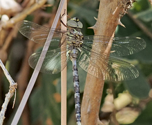 File:File:Boyeria irene 20140808.jpg