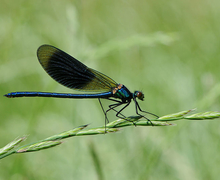File:File:♂ Gebänderte Prachtlibelle Calopteryx splendens 4.JPG