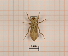 Libellula depressa (Plattbauch), Oberseite