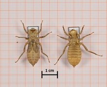 Libellula depressa (Plattbauch), links Oberseite, rechts Unterseite