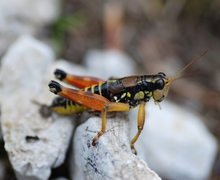 Podisma pedestris (Gewöhnliche Gebirgsschrecke)