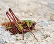 Datei:Decticus verrucivorus male (3787820425).jpg