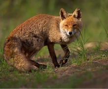 Datei:Vulpes vulpes 1 (Martin Mecnarowski).jpg