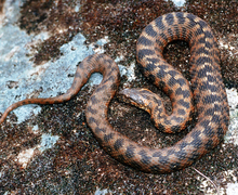 Natrix maura