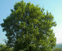 Datei:Acer campestre 006.jpg