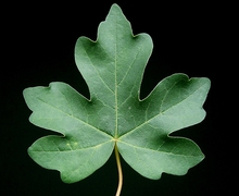 Datei:Acer campestre 010.jpg