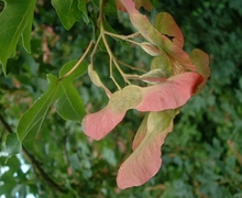 File:Acer campestris1.jpg