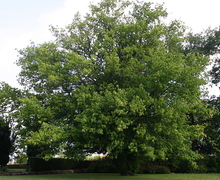 Datei:Acer-negundo-total.JPG