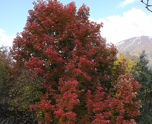 Datei:Acer opalus1 Camosciara 26-10-09.JPG