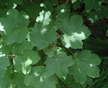 Datei:Acer opalus a.JPG