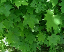 Datei:Acer-platanoides-blade.JPG