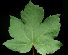 Datei:Acer pseudoplatanus4 ies.jpg