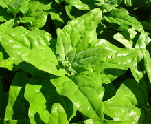 Datei:Starr 050222-4149 Tetragonia tetragonioides.jpg