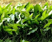 Datei:Sagittaria latifolia Willd. (7796868286).jpg