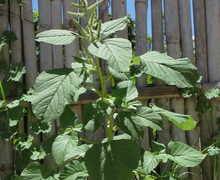 Datei:Amaranthus lividus (6896677687).jpg