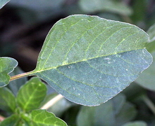 Datei:Amaranthus lividus 3.JPG