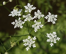 Datei:Anthriscus sylvestris 3.JPG