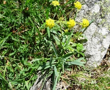Bupleurum ranunculoides L. s.str.