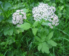 Datei:Chaerophyllum hirsutum01.jpg